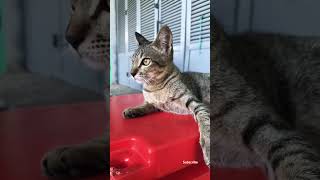 Mini cat what he looks  cat subscribe fypシ゚viral [upl. by Anier]