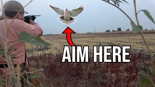 Heres Where I Hunt Doves on Public Land  Opening Day for First Timers [upl. by Derinna]