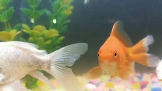 Fish slow motion movements [upl. by Hyacinthia]