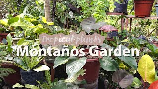 Looking for potting soil and perlite in Bacolod City  Plant shop tour philippines houseplants [upl. by Nali]