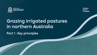 Grazing irrigated pastures in northern Australia – Key principles [upl. by Ariela423]