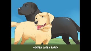 Honden laten paren [upl. by Giffie]