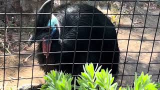 Doublewattled Cassowary🌷 they do eat poop for getting protein 😀 Los Angeles Zoo [upl. by Amabil771]