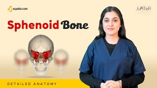 Sphenoid Bone  Cranial Osteology  Anatomy Lecture for Medical Students  VLearning™ [upl. by Refinne]