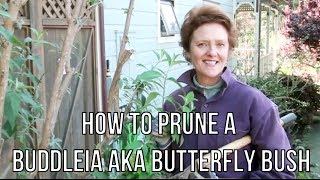 How To Prune A Buddleia aka Butterfly Bush [upl. by Sansbury69]