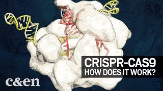 The 2020 Nobel Prize in Chemistry How CRISPRCas9 works [upl. by Ettennil737]