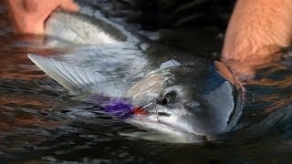 WINTER RUN by Todd Moen  Pacific Northwest Winter Steelhead Fly Fishing [upl. by Reinwald]