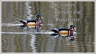 woher kommt die Brautente [upl. by Acissev]