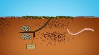 The formation of soil aggregates 3 [upl. by Assetniuq]