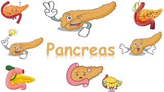 histology of pancreas islets of langerhans [upl. by Ilahsiav626]