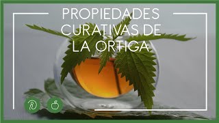 PODEROSAS PROPIEDADES CURATIVAS DE LA ORTIGA DESCUBRE SUS BENEFICIOS Y CÓMO UTILIZARLA [upl. by Amarillas]