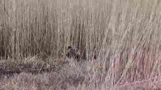 Booming Bittern at Hickling Broads Nature Reserve [upl. by Nonrev]