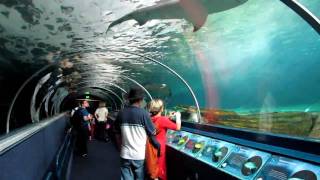 Sydney Aquarium  Darling Harbour  Teil 2 [upl. by Murphy257]