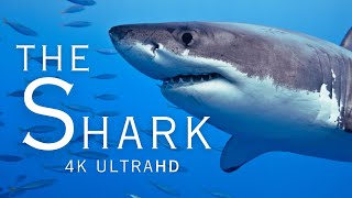 The Shark in 4K UHD  Oceanic Relaxation Film with Calming Music [upl. by Corry721]