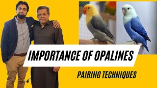 The Ultimate Guide to Quality Opaline Lovebirds [upl. by Eenhat]