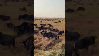 I Was Surrounded by 10 000 Wildebeest in Africa The Great Migration [upl. by Ancel468]