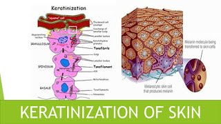 Keratinization of skin [upl. by Meisel203]