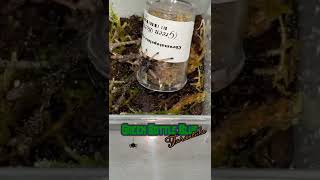 GREEN BOTTLE BLUE Sling Gets A REHOUSE 🕷tarantula [upl. by Enyluqcaj]