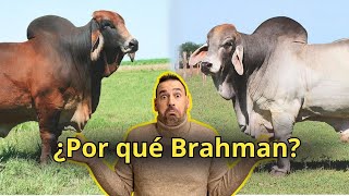 ¿Por qué Brahman Descubre porque esta raza está dentro de los mejores ganado del mundo [upl. by Genevieve]