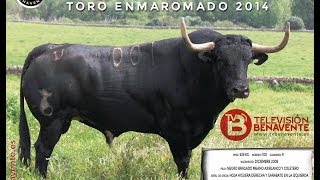 BONARILLO  TORO ENMAROMADO 2014 DE BENAVENTE [upl. by Enyamart]