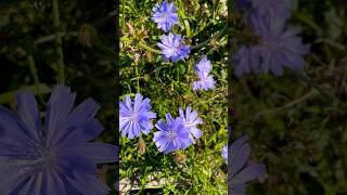 Cichorium intybus cichociemnyzima flower flowers nature [upl. by Otter602]