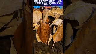 How to care for Isopods isopods dairycows [upl. by Rego]