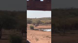 Gemsbok 350 Rigby Blue wildebeest 94m Namibia 🔥🔥🔥 Killshot hunting [upl. by Zaid79]