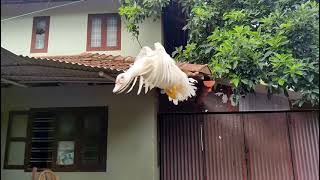 Muscovy duck flying 😍 [upl. by Ilak]