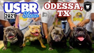 AMERICAN BULLY USBR SHOW in ODESSA TX  BIG TYME EVENTZ [upl. by Toma30]