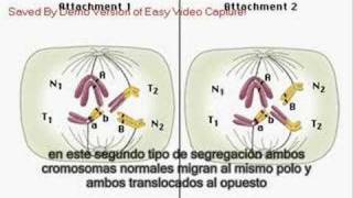 Gametas en una translocación recíproca [upl. by Fihsak]