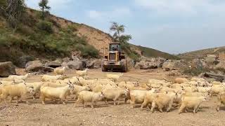 Embracing Nature Basalt Columns and Our Daily Sheep Visitors [upl. by Lecrad75]