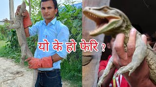 😱 पहिलो चोटी घर भित्र भेटियो नयाँ किसिम को जनावर forest Monitor Lizard rescue in Nepal [upl. by Egoreg835]