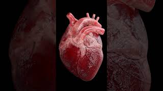 Heart 3D Animation [upl. by Lerrud]