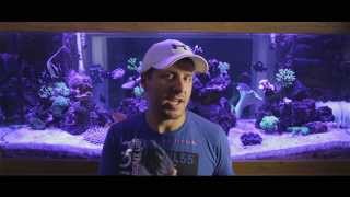 Part 1 Nitrates In A Marine Fish Tank [upl. by Joni]