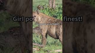 5 Unknown Facts About Hyenas [upl. by Barhos]