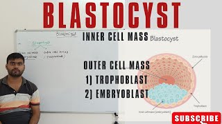 BLASTOCYSTTROPHOBLAST OUTER CELL MASS EMBRYOBLASTINNER CELL MASS TROPHOBLAST EMBRYOBLAST [upl. by Ecyac]