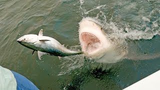 MOST INSANE SHARK CLIPS [upl. by Ledua]