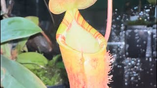 Hybrid Spotlight Nepenthes Lowii x Campanulata EP [upl. by Aihppa]