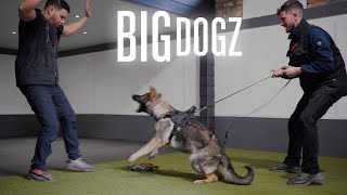 Training £150k Protection Puppies  BIG DOGZ [upl. by Nagyam779]