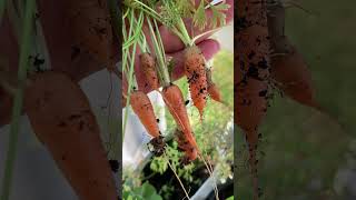 Harvest Mini Carrots for Salad 🥕 growcarrots growtoeat [upl. by Annyl]