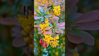 berberis 💛 floweringyosa 🫰🏻 [upl. by Felice]