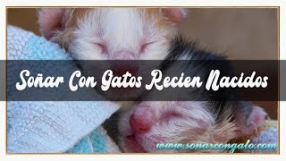 SOÑAR CON😴 GATOS RECIEN NACIDOS😺🐾SIGNIFICADO DE SOÑAR CON GATITOS BEBES😴 RECIEN NACIDOS🐱👶 [upl. by Nyberg]