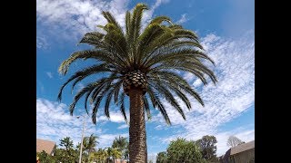 Otro trabajo de palma Canariensis another job of Canary Island Date Palm [upl. by Hailee601]