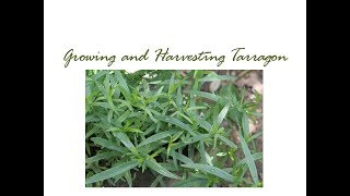 Growing and Harvesting Tarragon [upl. by Christensen]