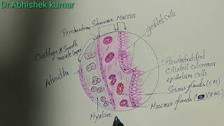 Histology of trachea [upl. by Zsa]