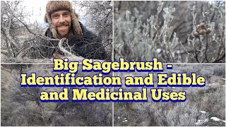 Big Sagebrush  Identification Description and Some Edible and Medicinal Uses [upl. by Rovner]