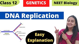 DNA REPLICATION RNA PRIMERS [upl. by Anzovin]