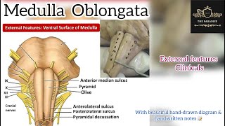 Medulla Oblongata 🧠Complete description  anatomynote neuroanatomy anatomy brainstem [upl. by Ettenoj]