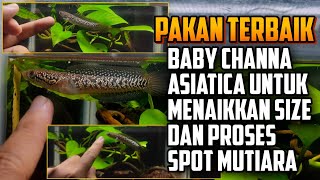 Perawatan terbaik baby channa asiatica untuk pertumbuhan dan spot mutiara [upl. by Crosse]