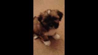 Lhasa Apso Puppy Sneeze Ollie [upl. by Ntsyrk]